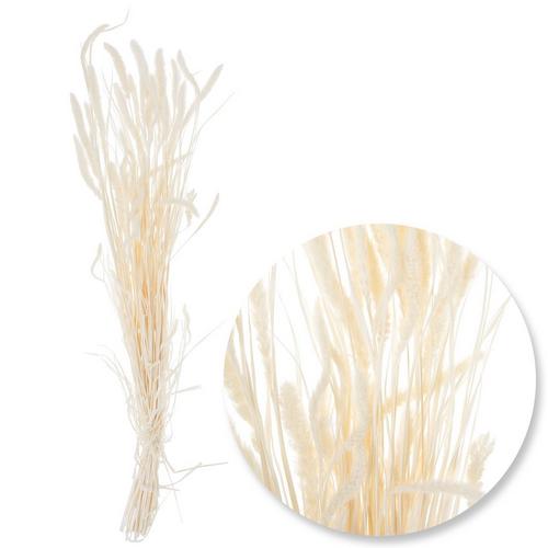 Bleached Seteria Bundle