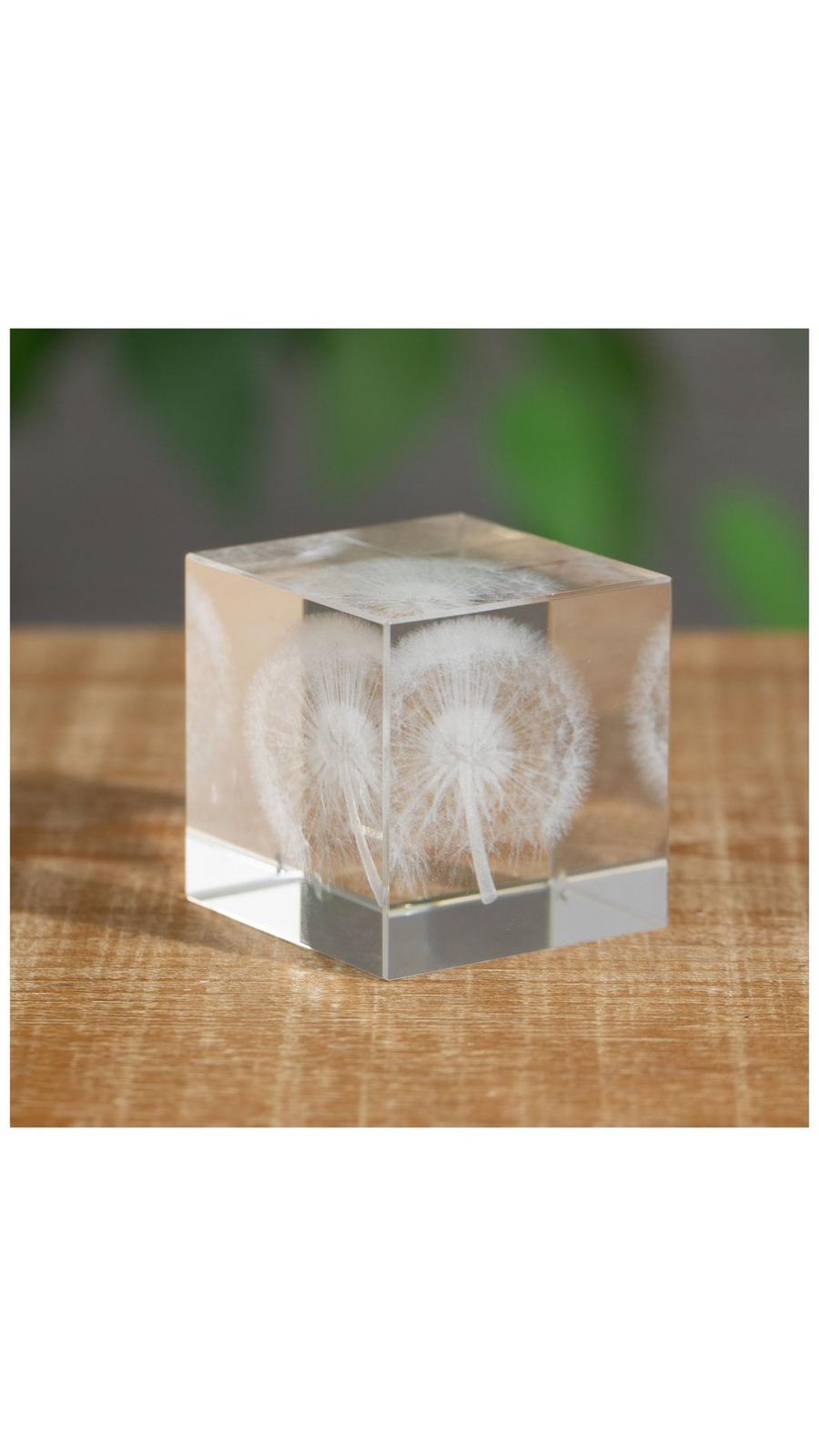 Dandelion868ページ 2443547-81188773-11052024-