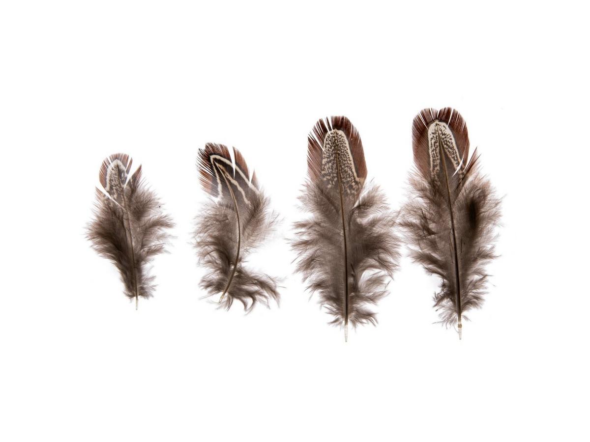 Ringneck Pheasant Plumage Feathers | Hobby Lobby | 2456044