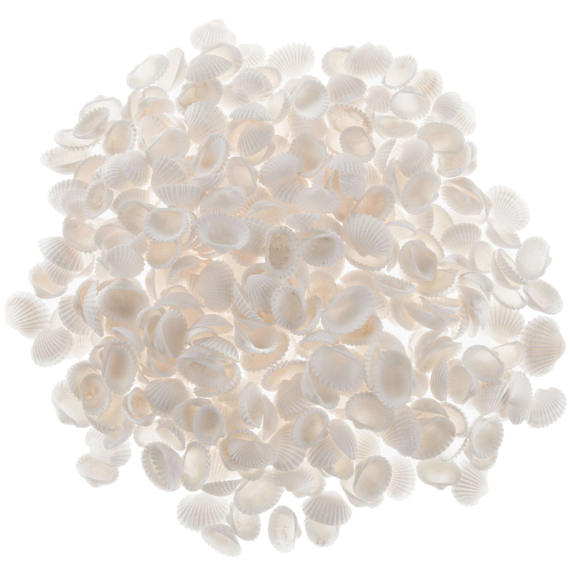 White Baby Ark Seashells Hobby Lobby 246058