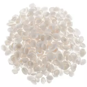 White Baby Ark Seashells