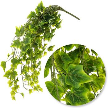 Ivy Leaf Bush