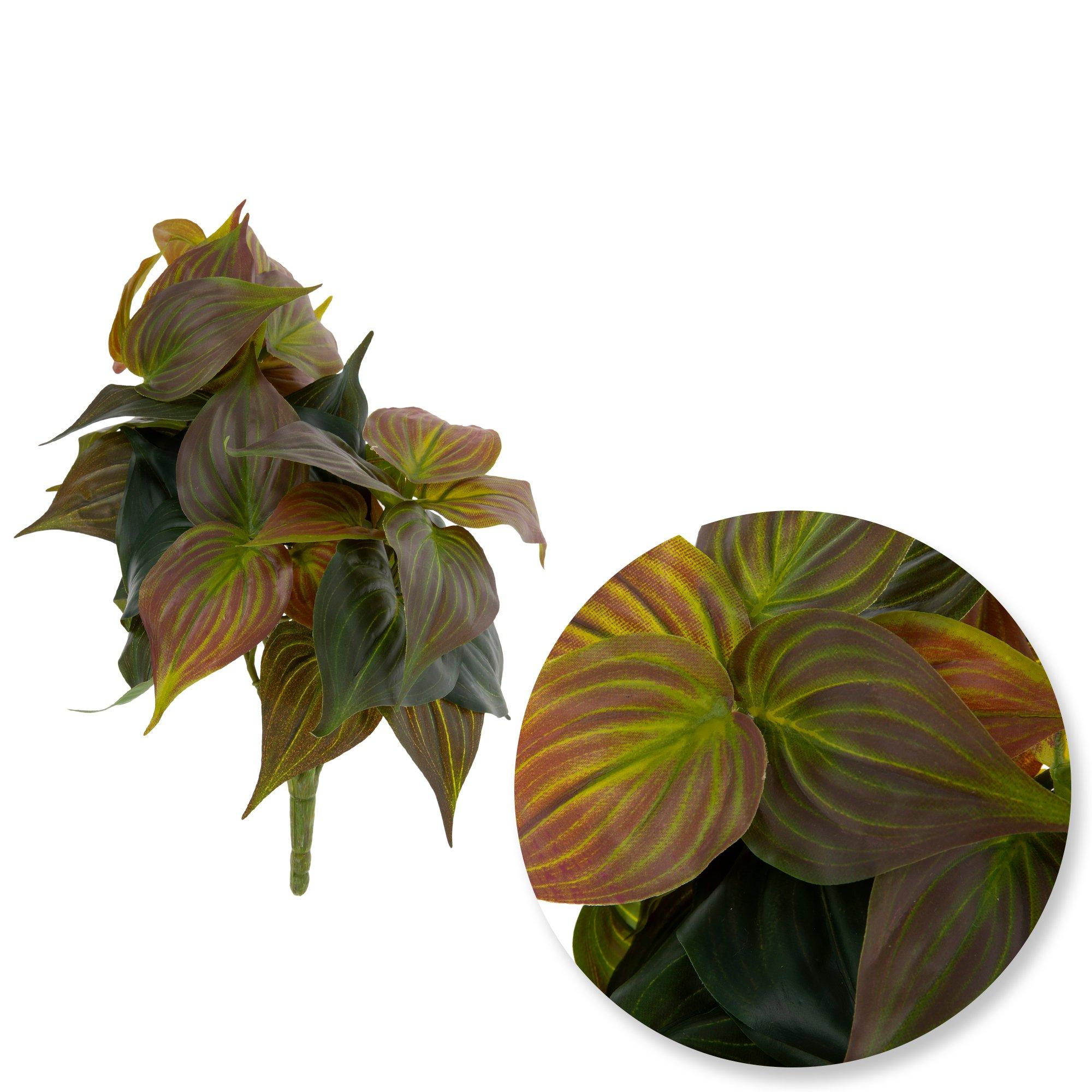 Philodendron Micans Bush | Hobby Lobby | 2492536