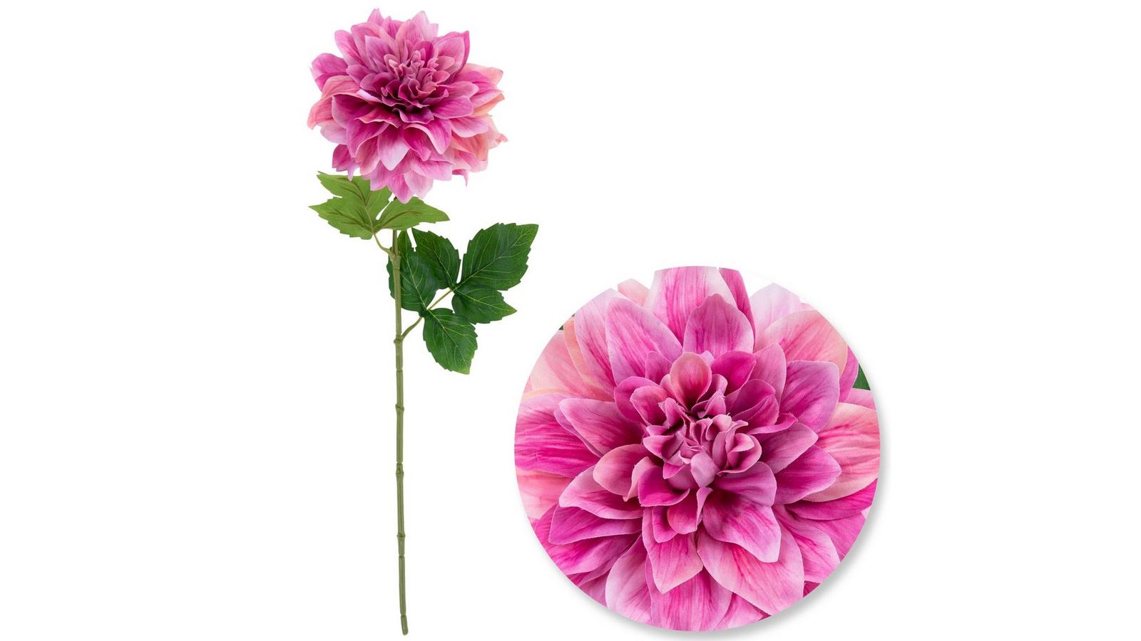 stina × familiar Dahlia Ballet Charm stina × familiar Dahlia Ballet Charm familiar × stina Dahlia