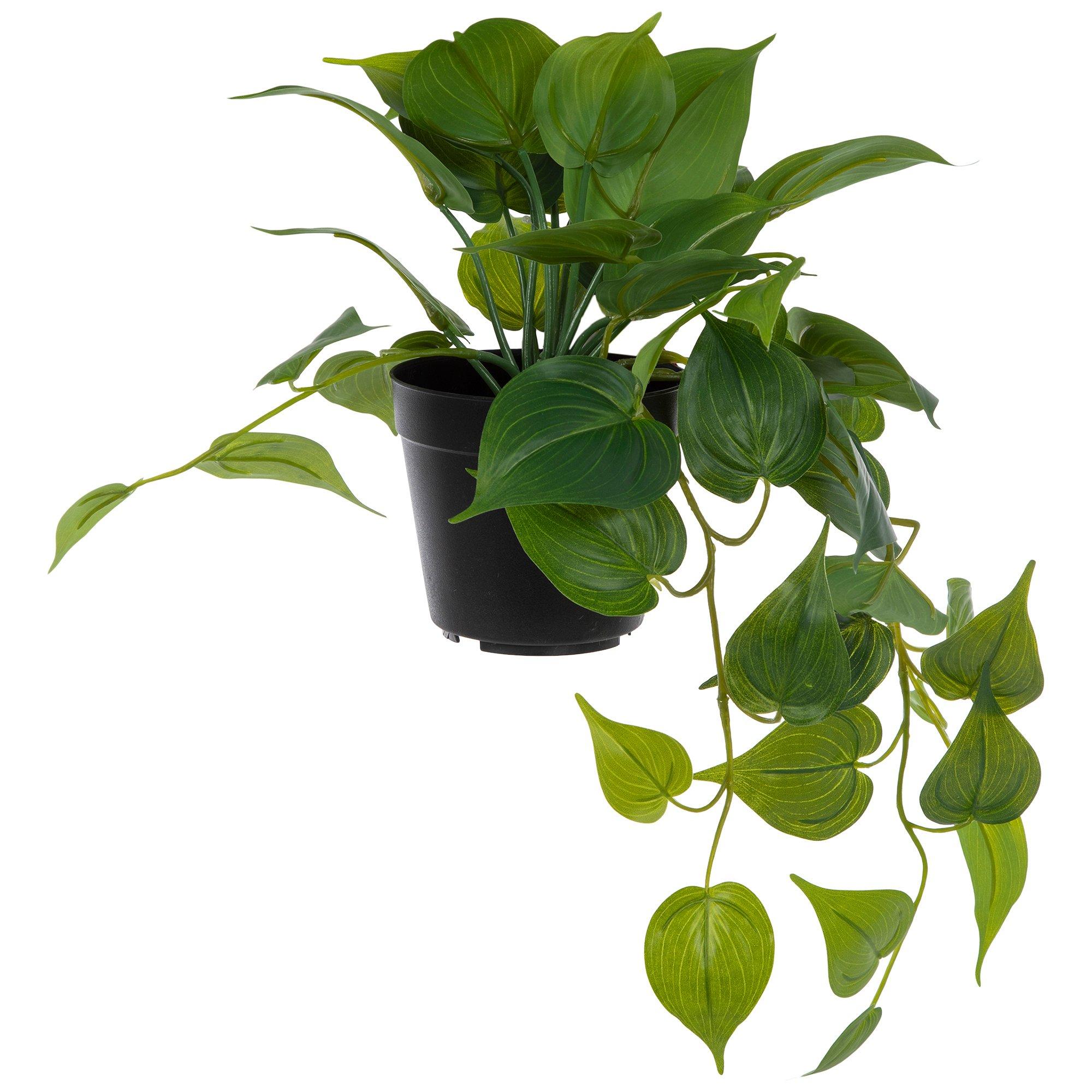 Selected Product Image