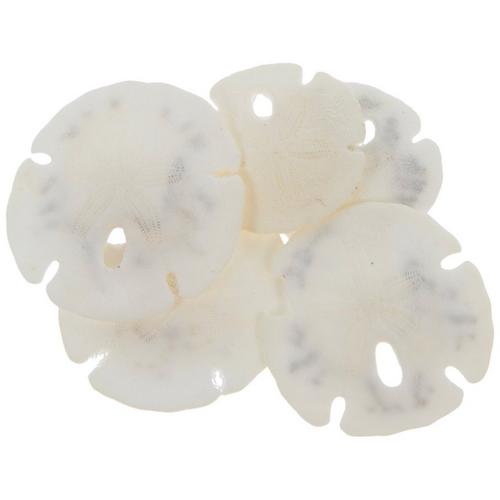 Tiny Sand Dollars