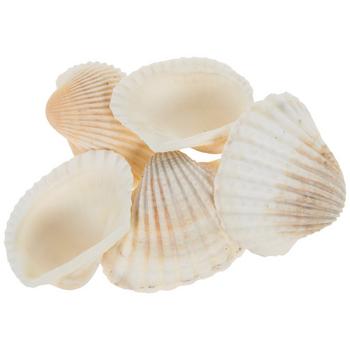 Large Seashells