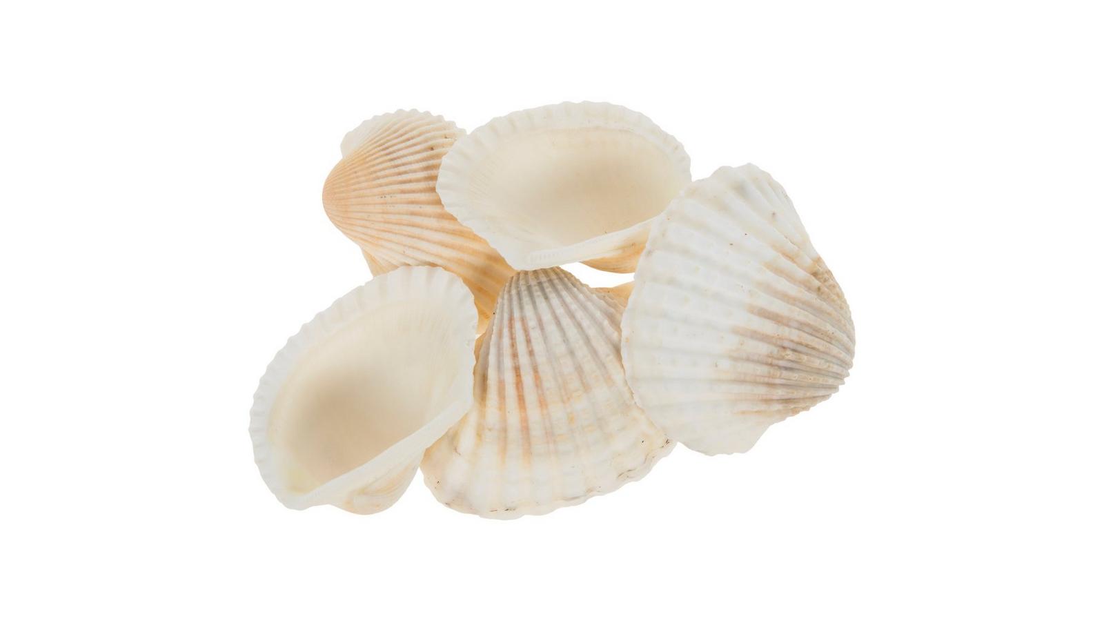 Large Seashells | Hobby Lobby | 2500262, image size:1600x900