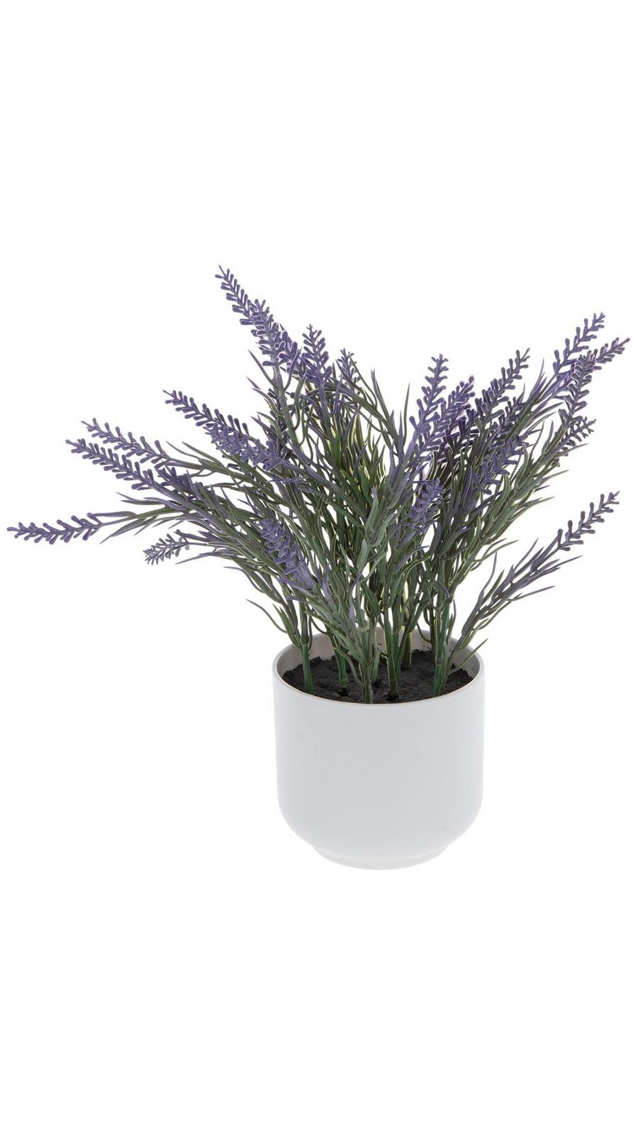 indoor tree plant pot Money Tree Plant | Tropical Indoor Plants & Houseplants for Delivery main image 1