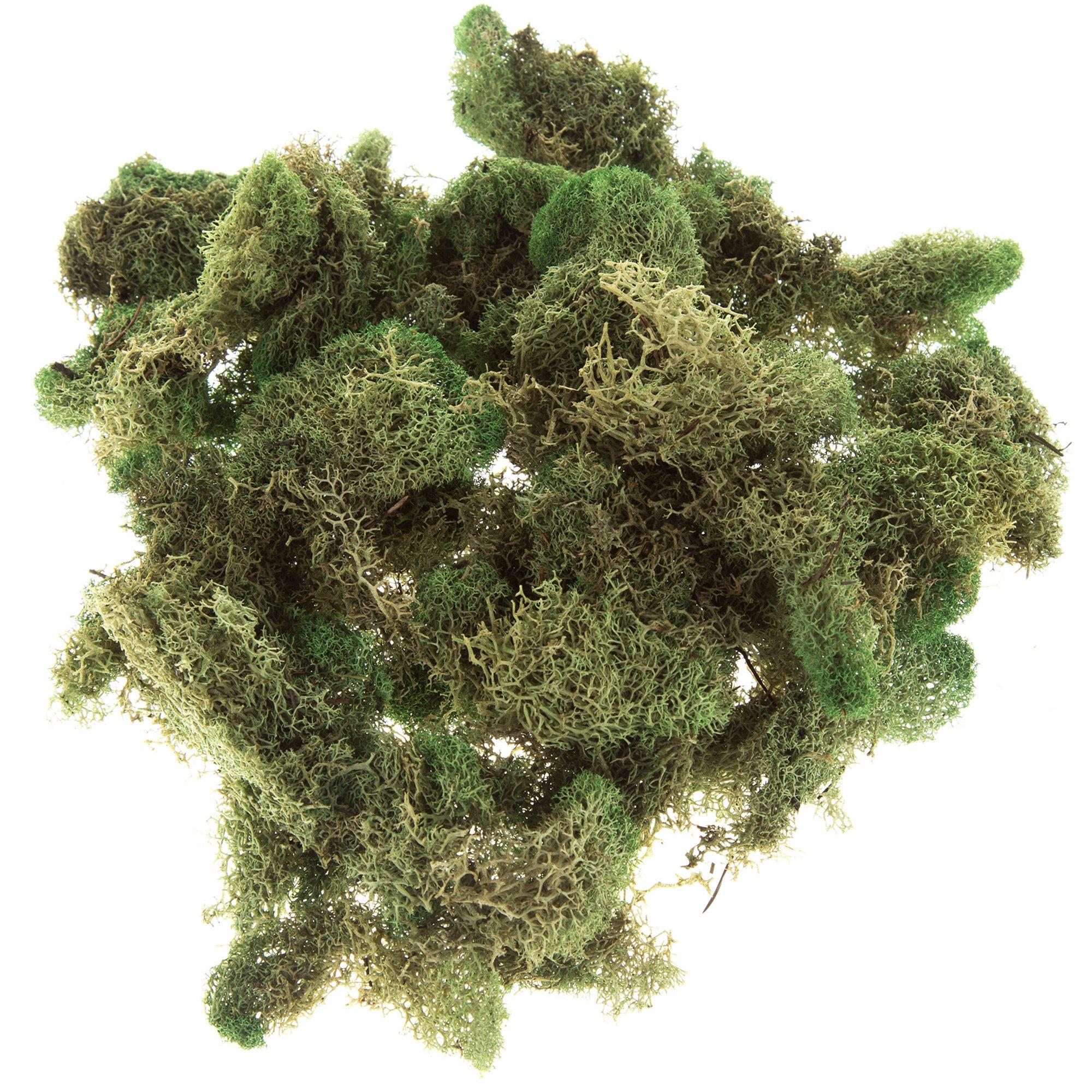 Soft Reindeer Moss Hobby Lobby 261990