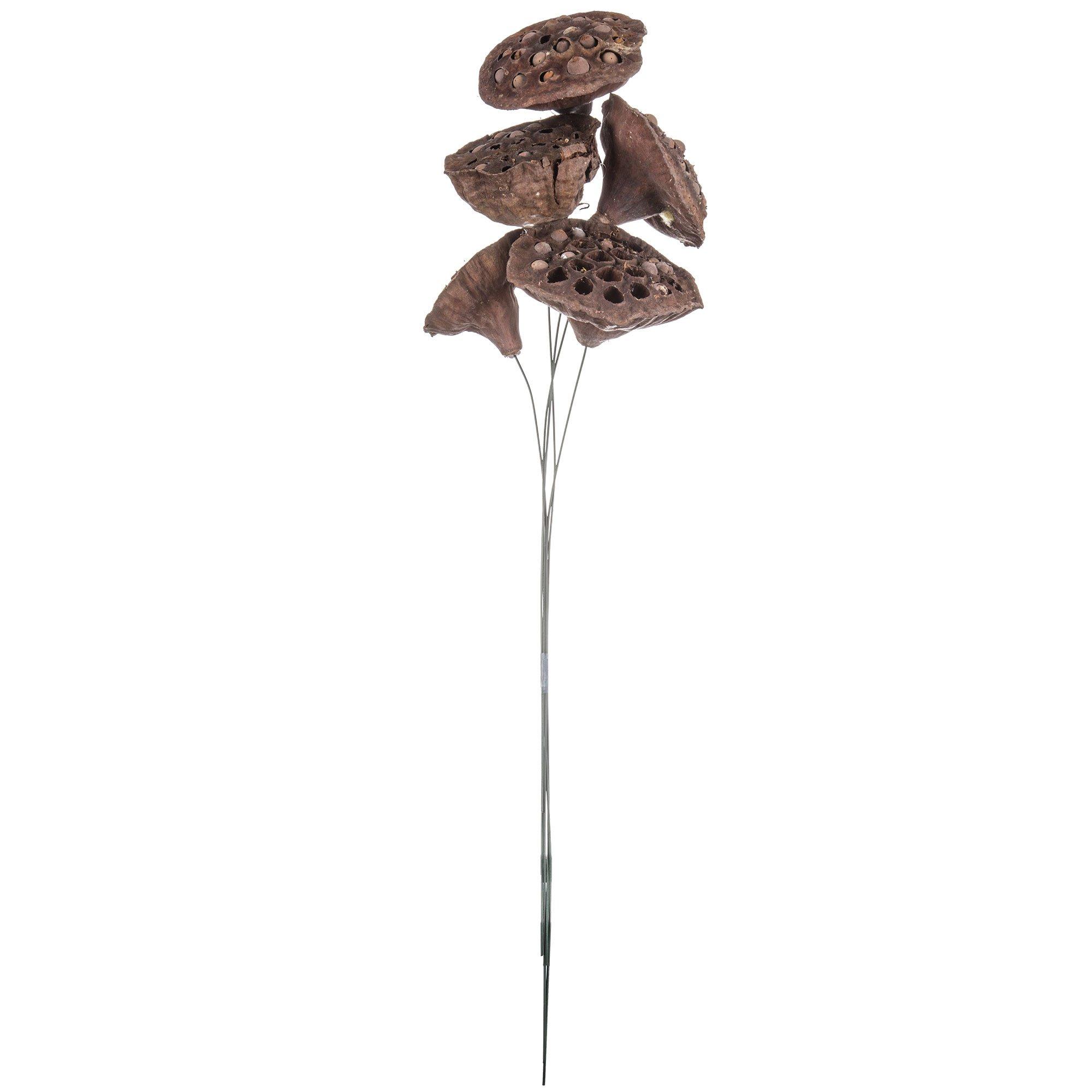 Natural Lotus Pods Hobby Lobby 286971