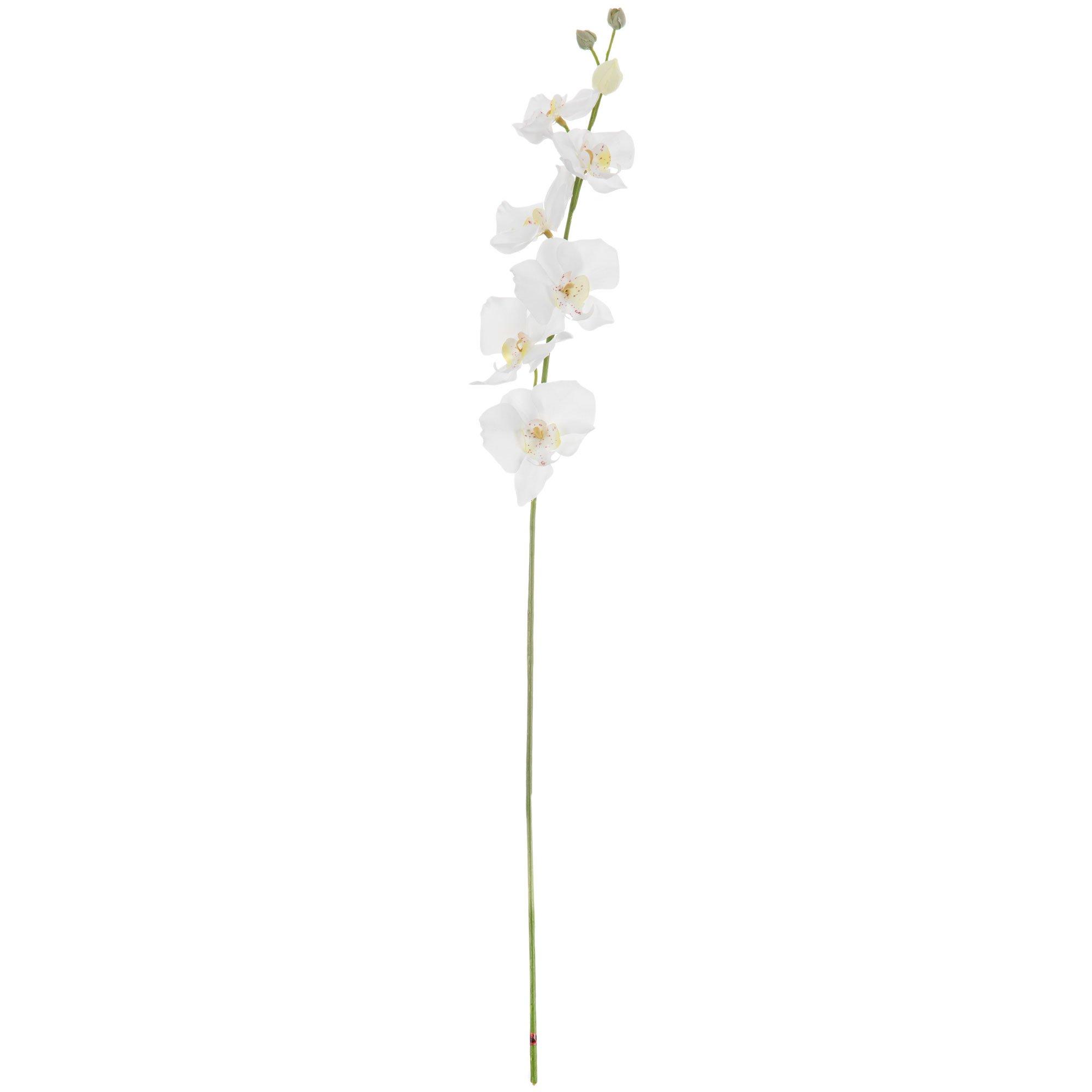 Phalaenopsis Orchid Stem Hobby Lobby 322594