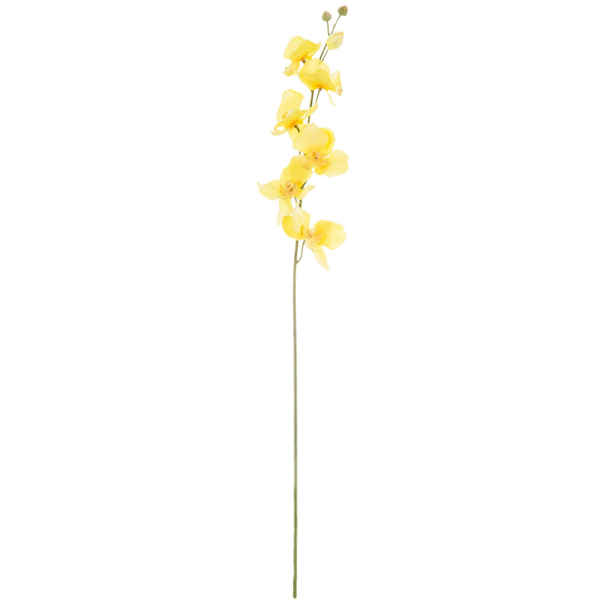 Phalaenopsis Orchid Stem Hobby Lobby 322636