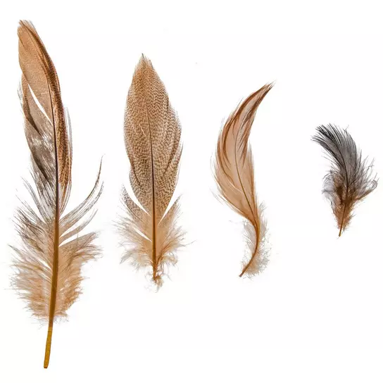 Domestic Goose Feathers