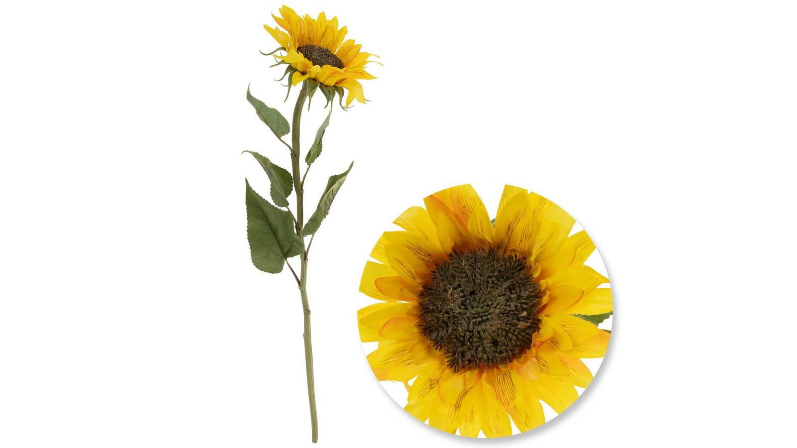 額装品/Sunflowers for Hope（デビット ホックニー） 30 Sunflowers': David Hockney's Singular Masterpiece