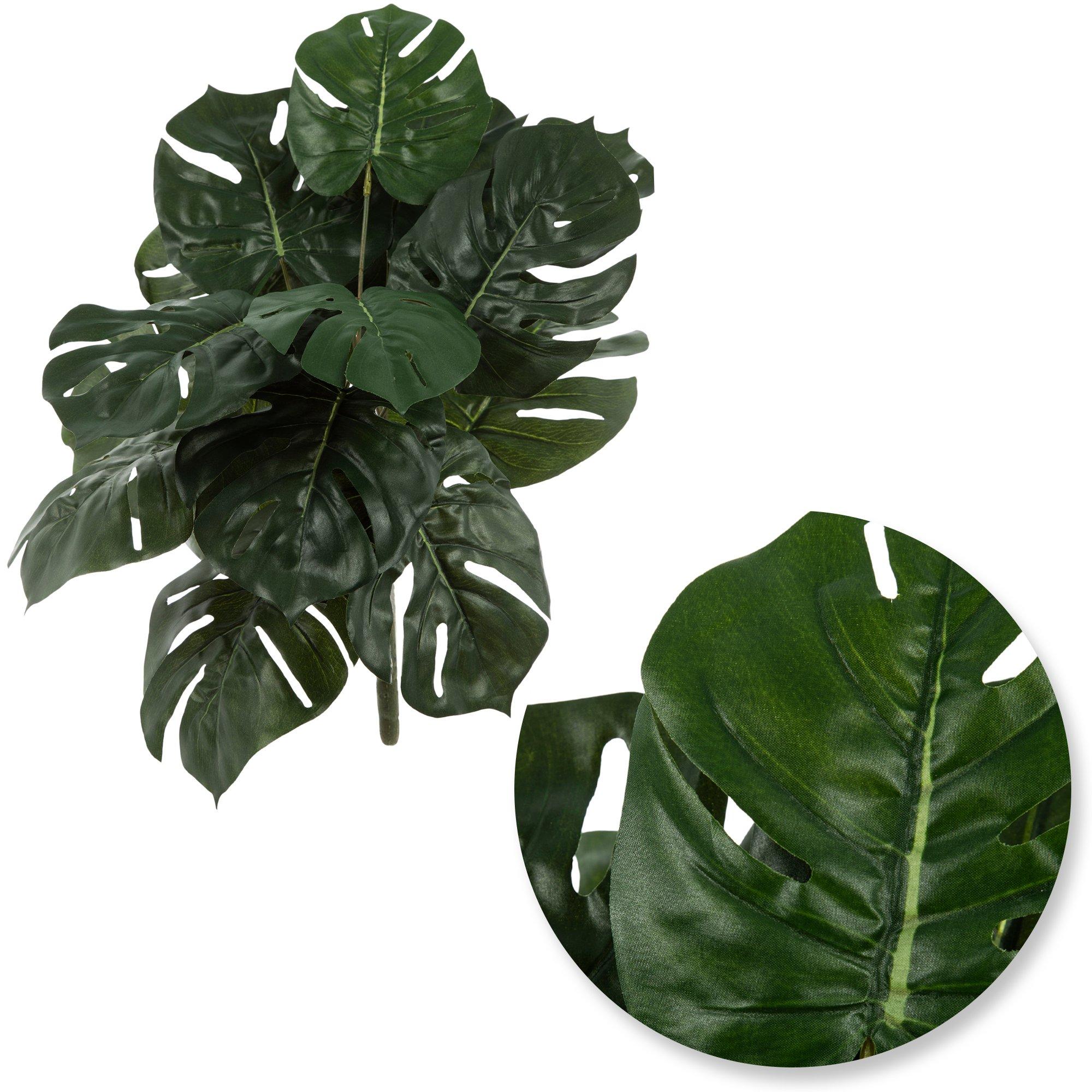 philodendron red Philodendron Red Sun House Plant 6cm Pot – Plants For All Seasons main image 0