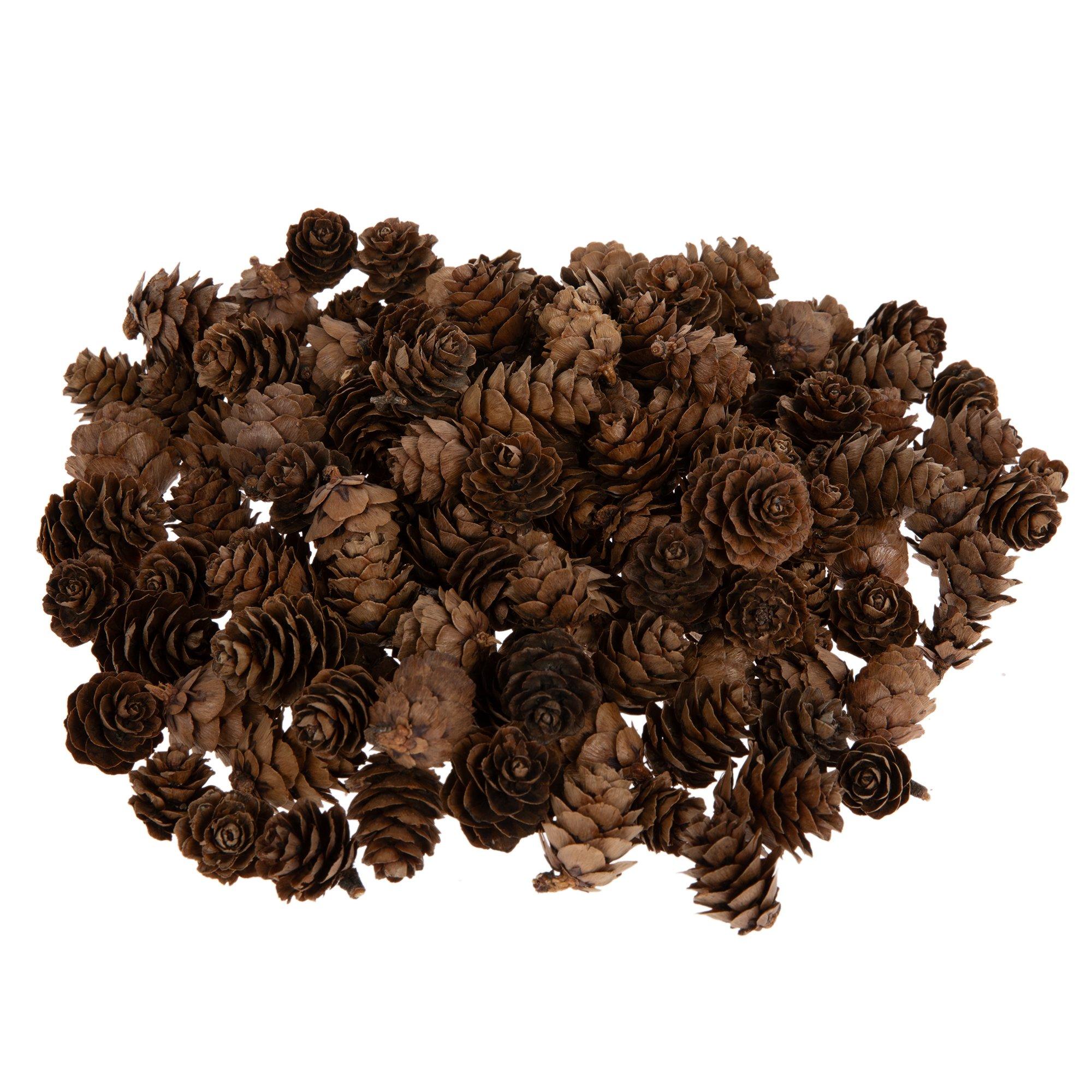 Mini Pinecones view 1