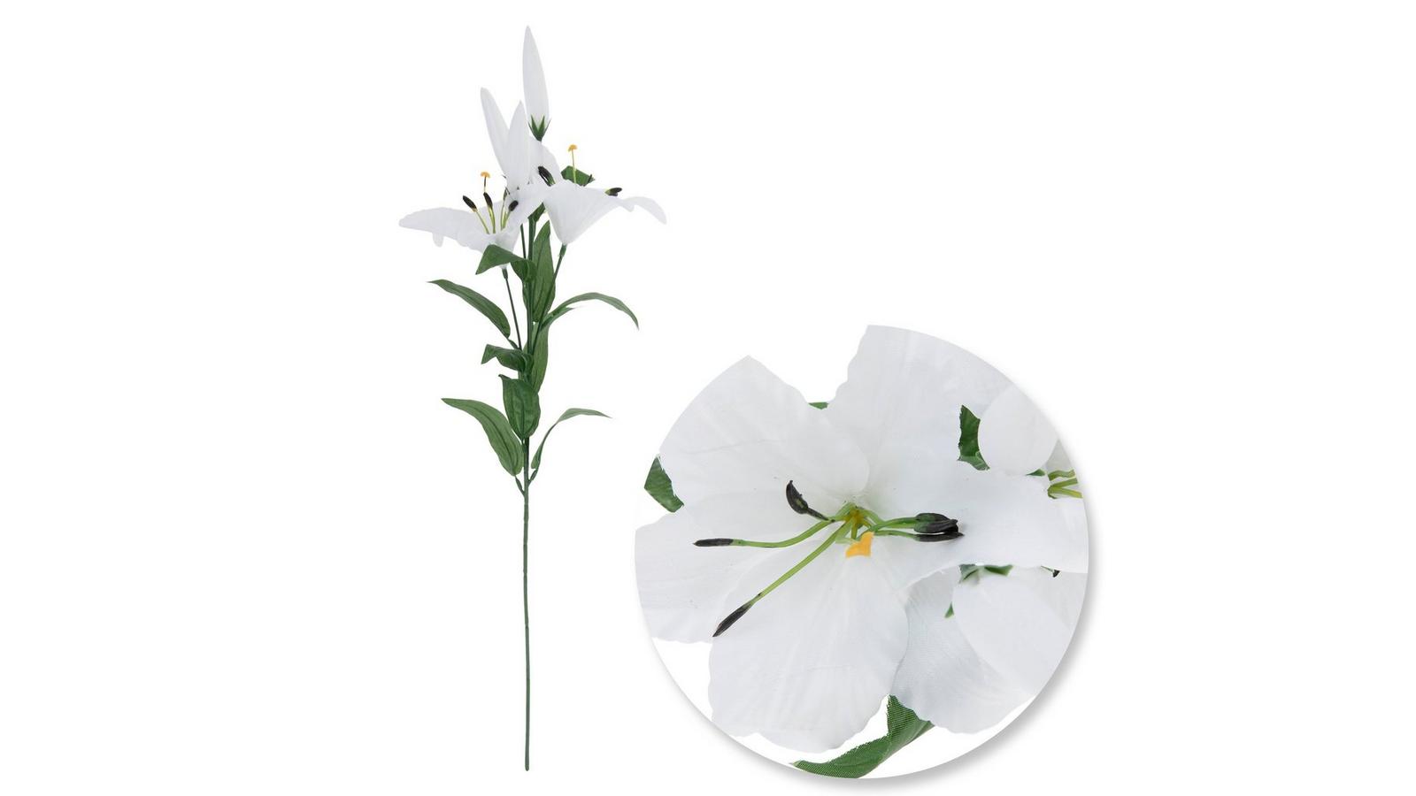 Van Zyverden White Lily Bulbs 7-Count 84633 at Lowes.com