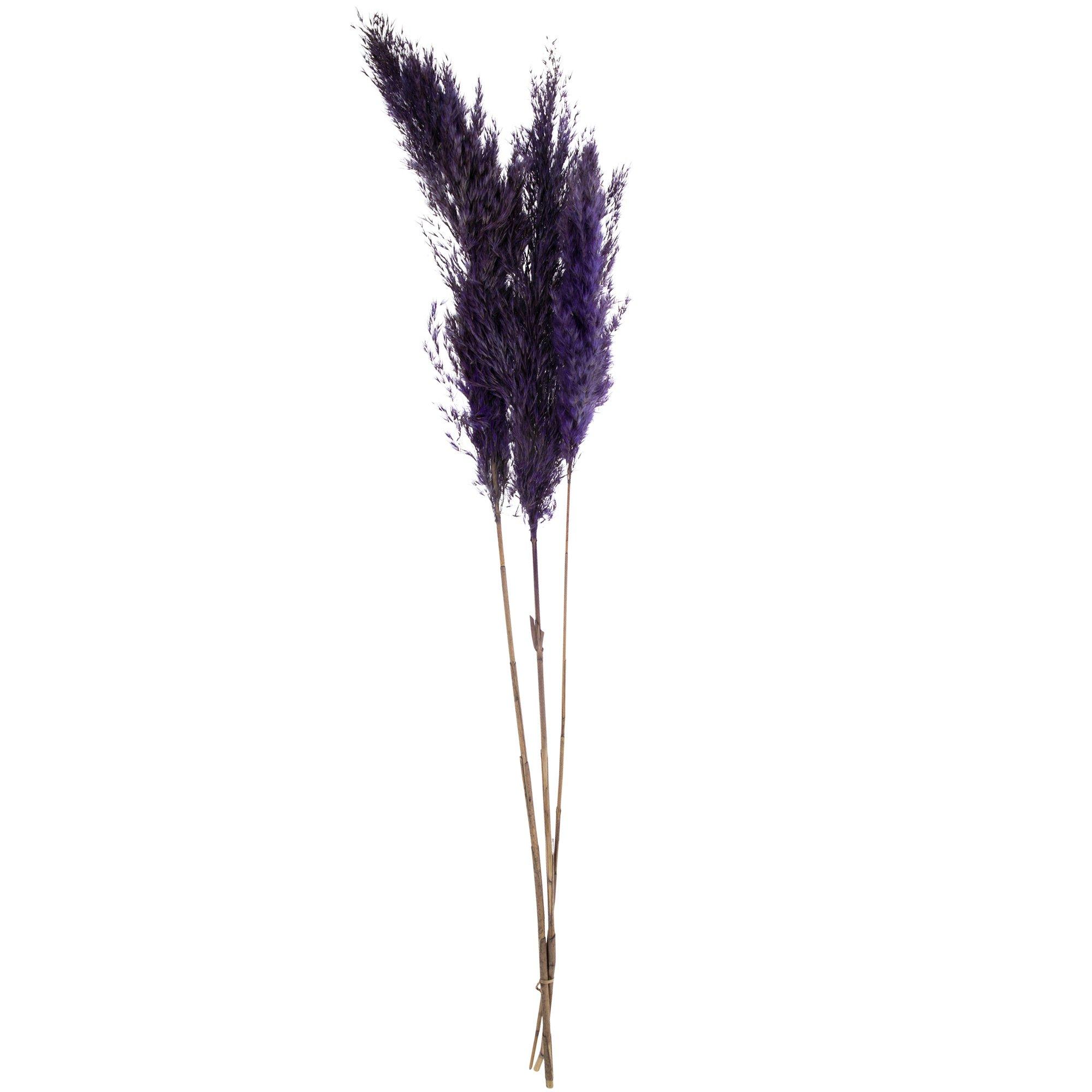 Purple Dried Pampas Grass Stems Hobby Lobby 5624689