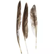 White & Black Imitation Eagle Feathers - 9 - 11, Hobby Lobby
