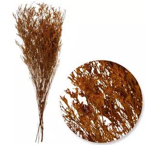 Dried Caspia Bundle