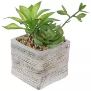 Succulents In Cement Pot