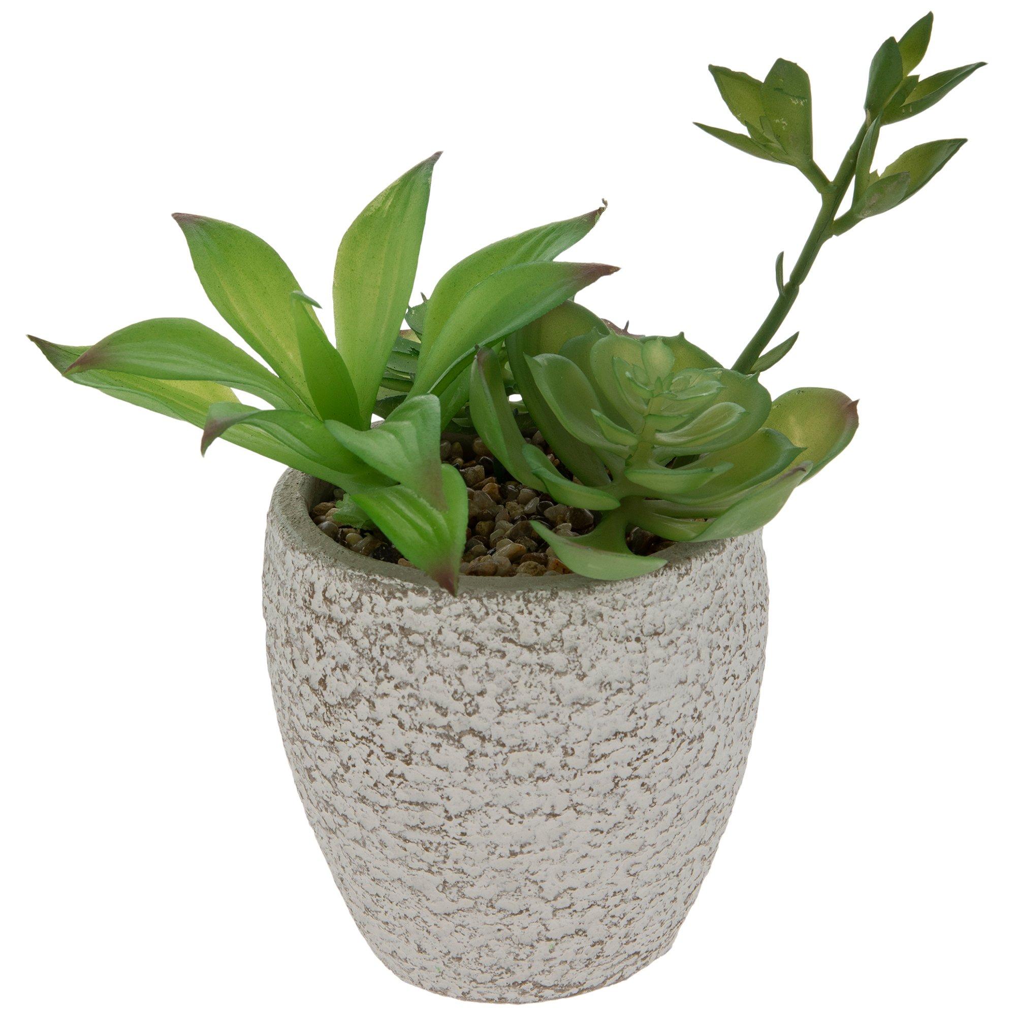 Succulents In Cement Pot Hobby Lobby 5785647