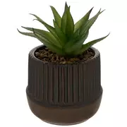 Succulent In Brown Ridged Pot