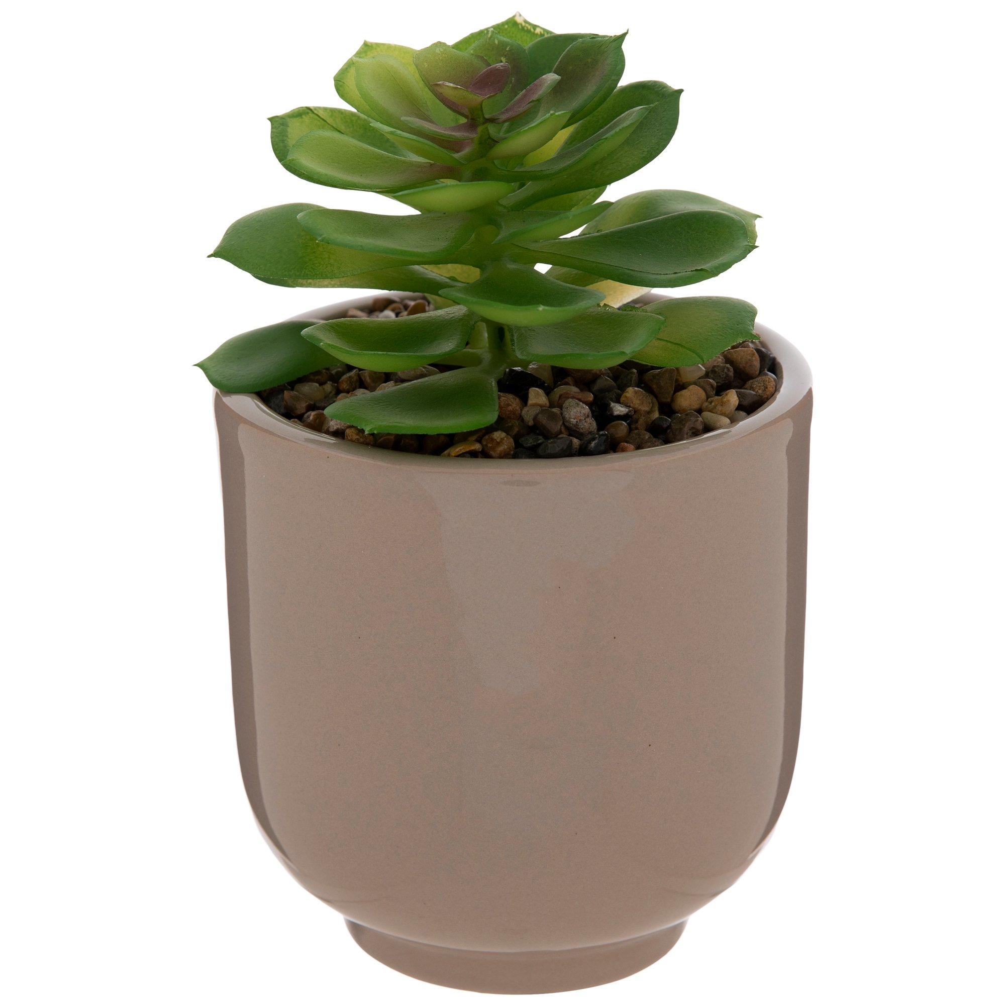Succulent In Gray Pot Hobby Lobby 5790142