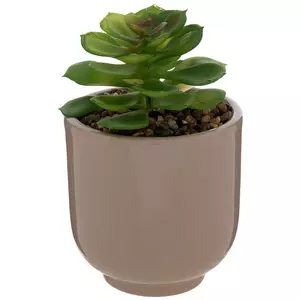 Succulent In Gray Pot