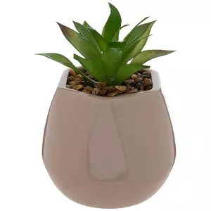 Green Plant In Pot