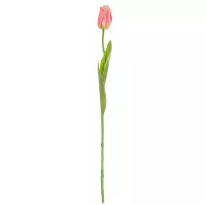 Garden Tulip Stem