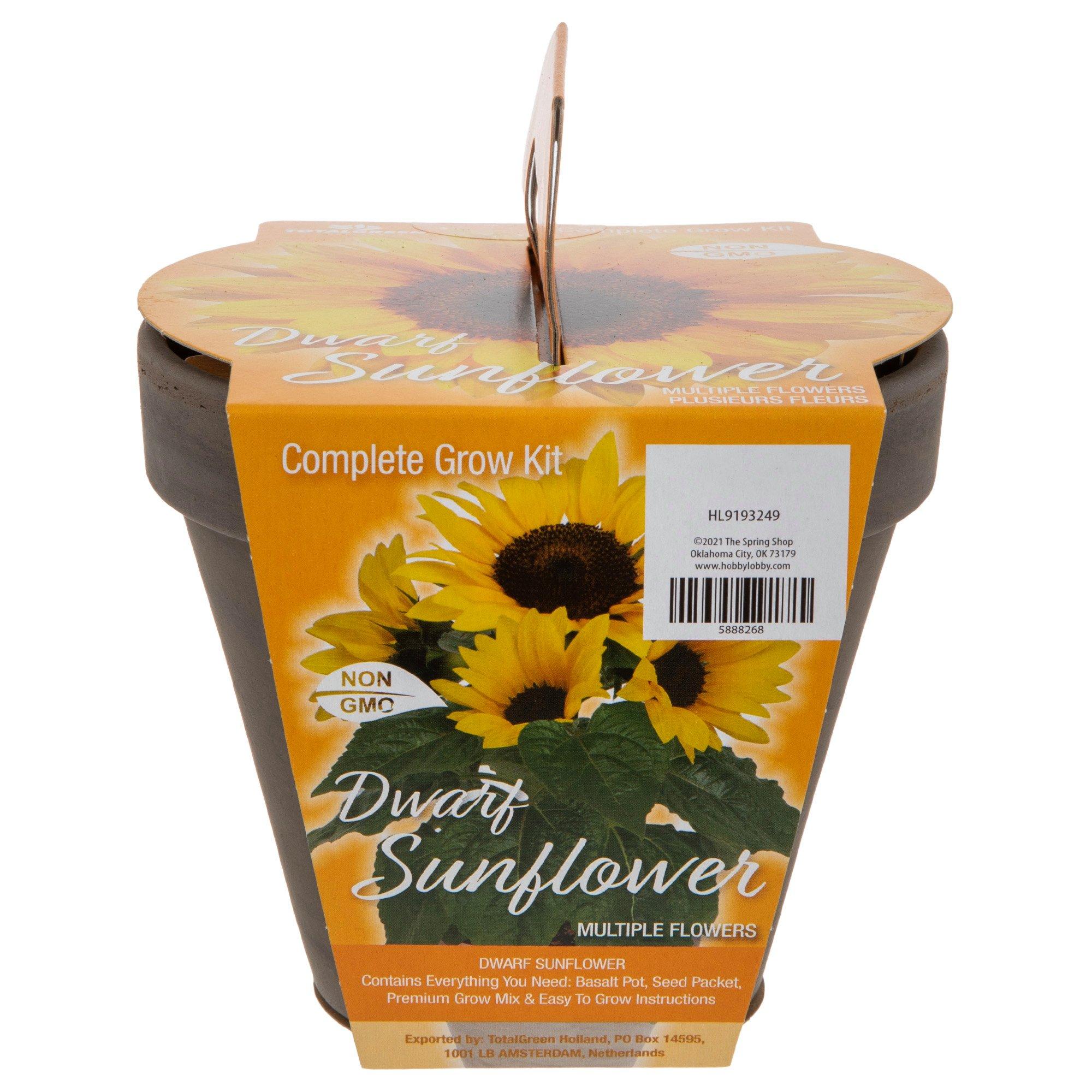 Dwarf Sunflower Grow Kit Hobby Lobby 5888268