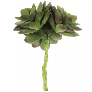 Green Echeveria Pick