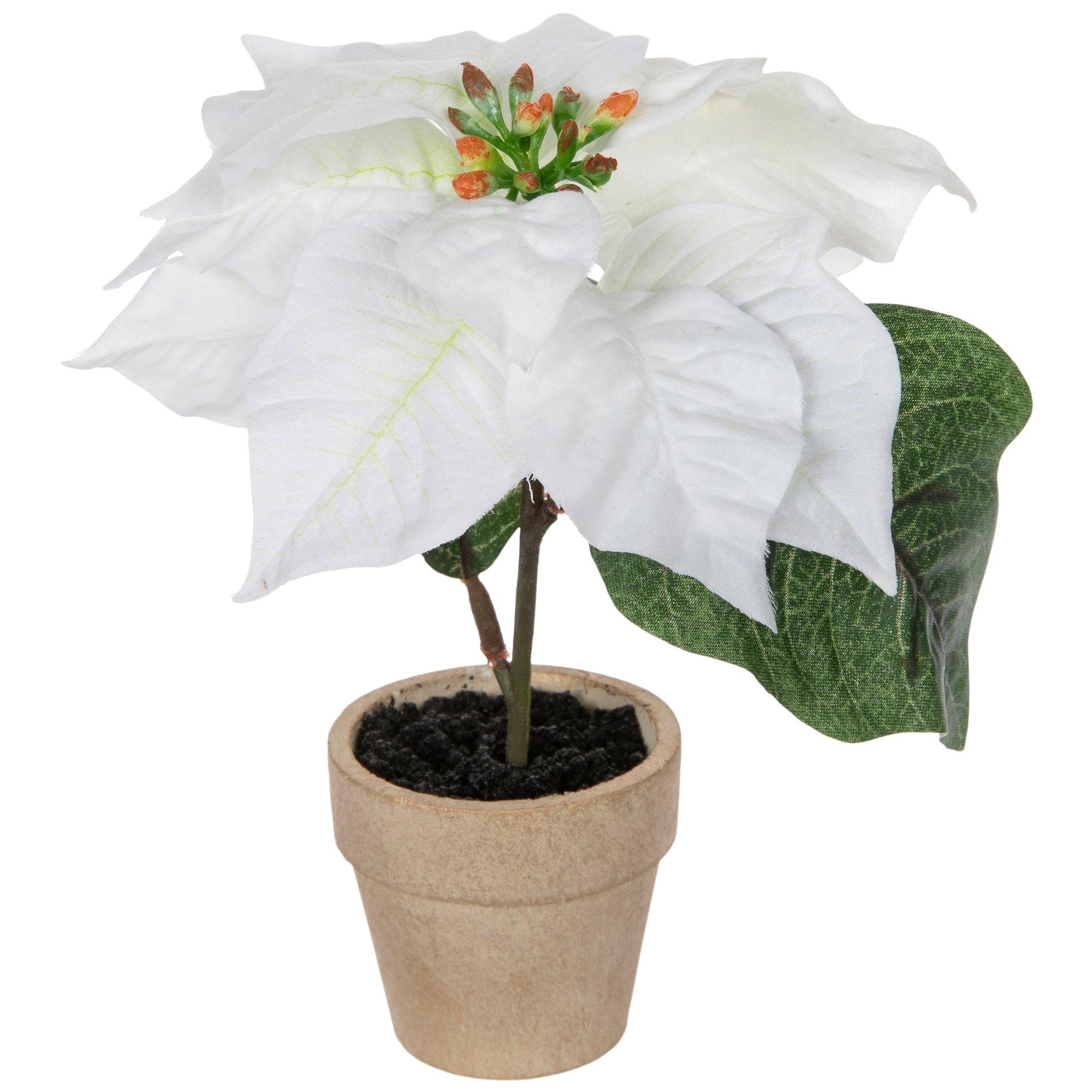 Poinsettia In Beige Pot Hobby Lobby 6049159