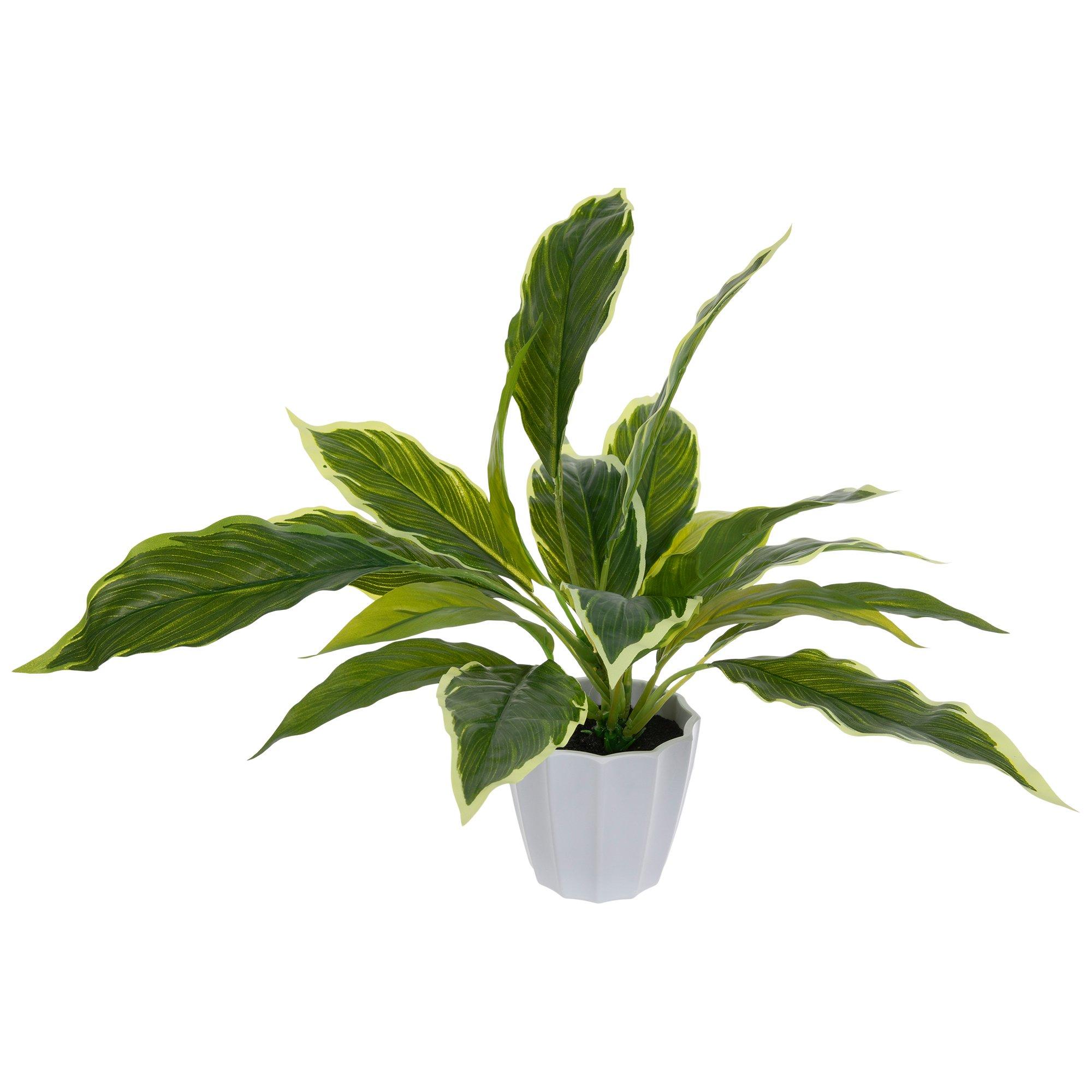 Green Hosta Plant In White Pot view 1