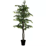 Potted Ficus Tree