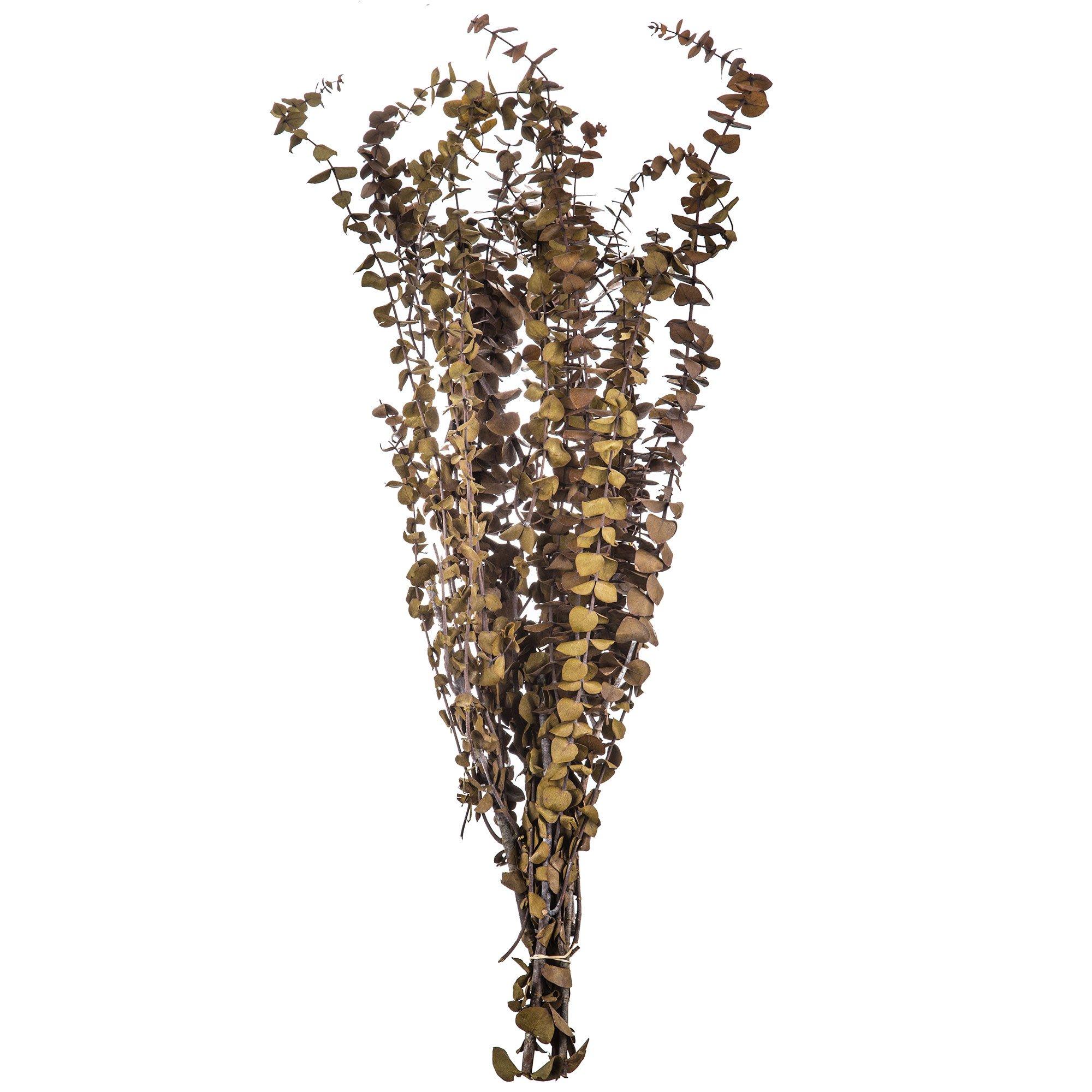 Premium Wash Eucalyptus Bundle Hobby Lobby 652644