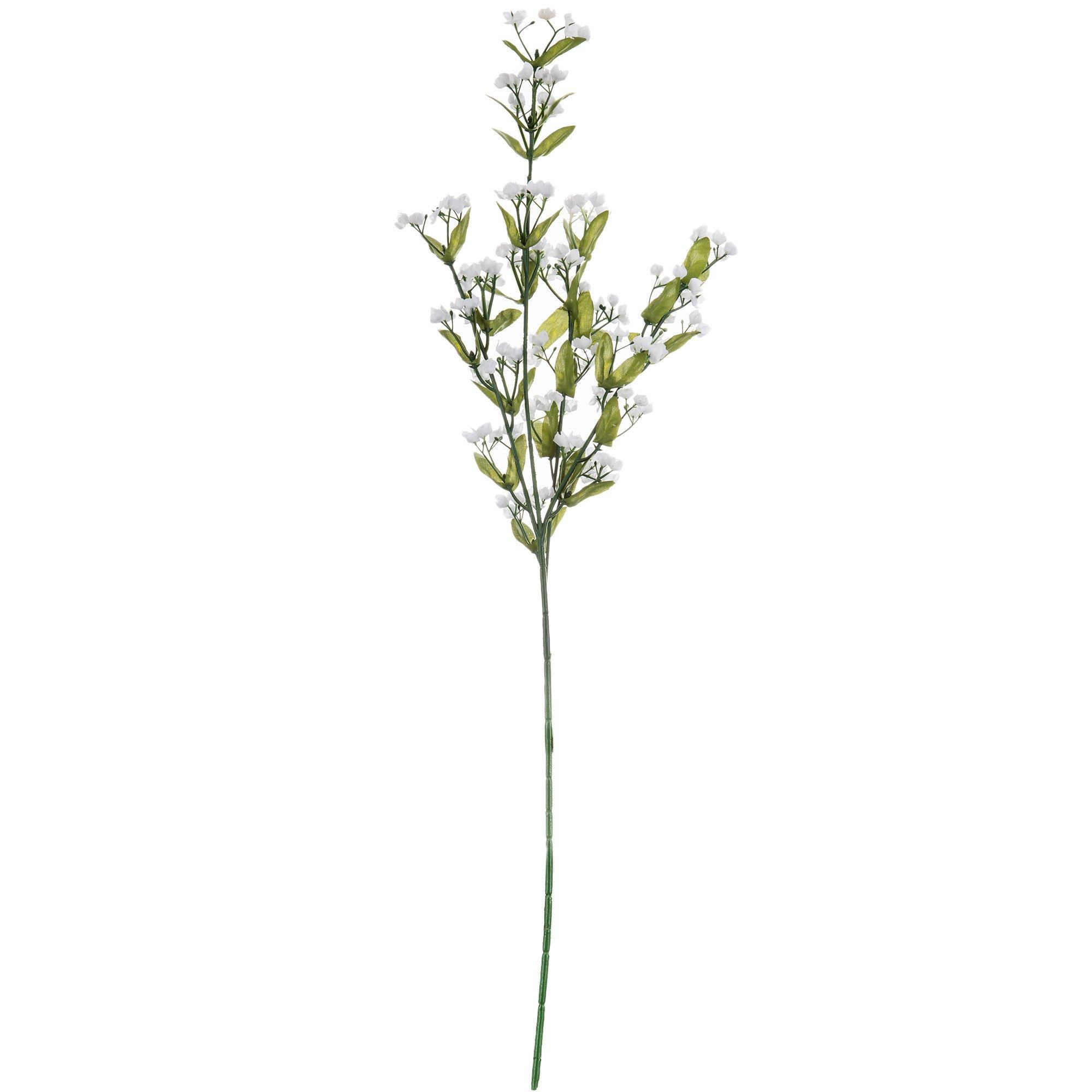 Gypsophila Stem