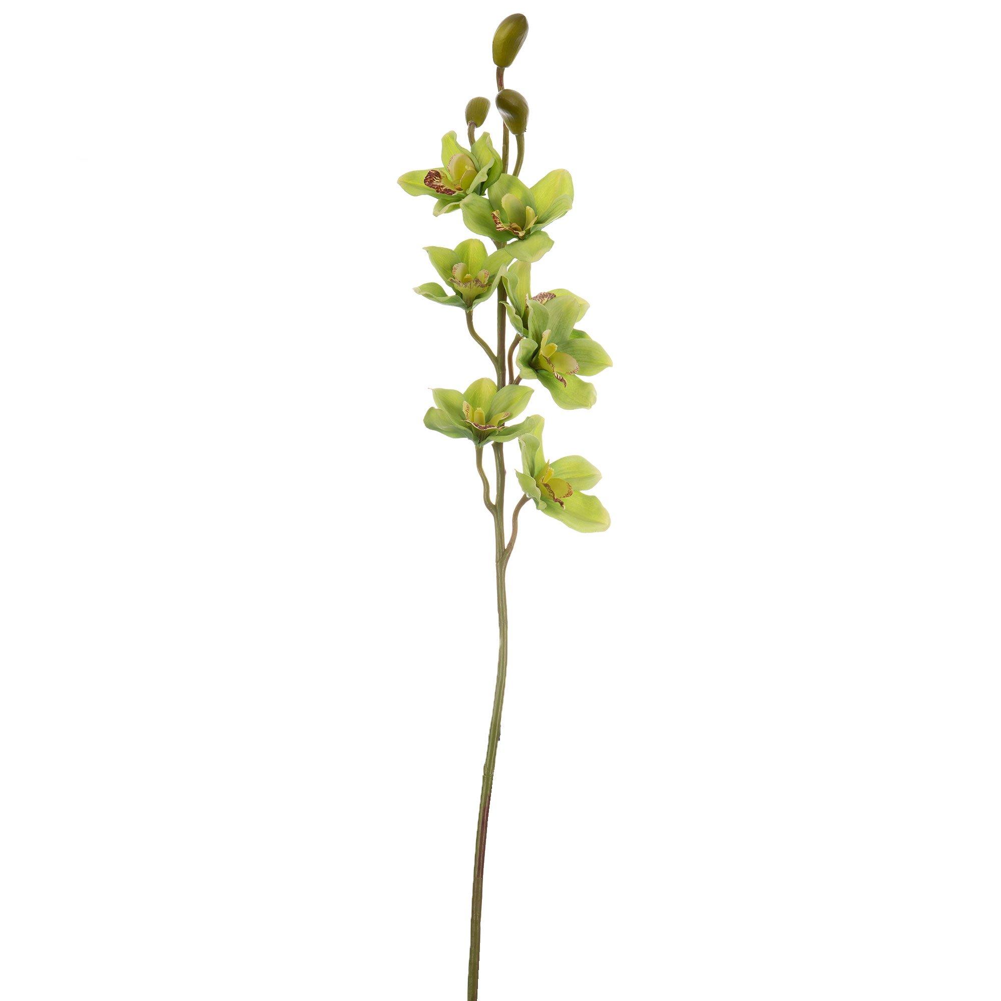 Cymbidium Orchid Stem Hobby Lobby 742858