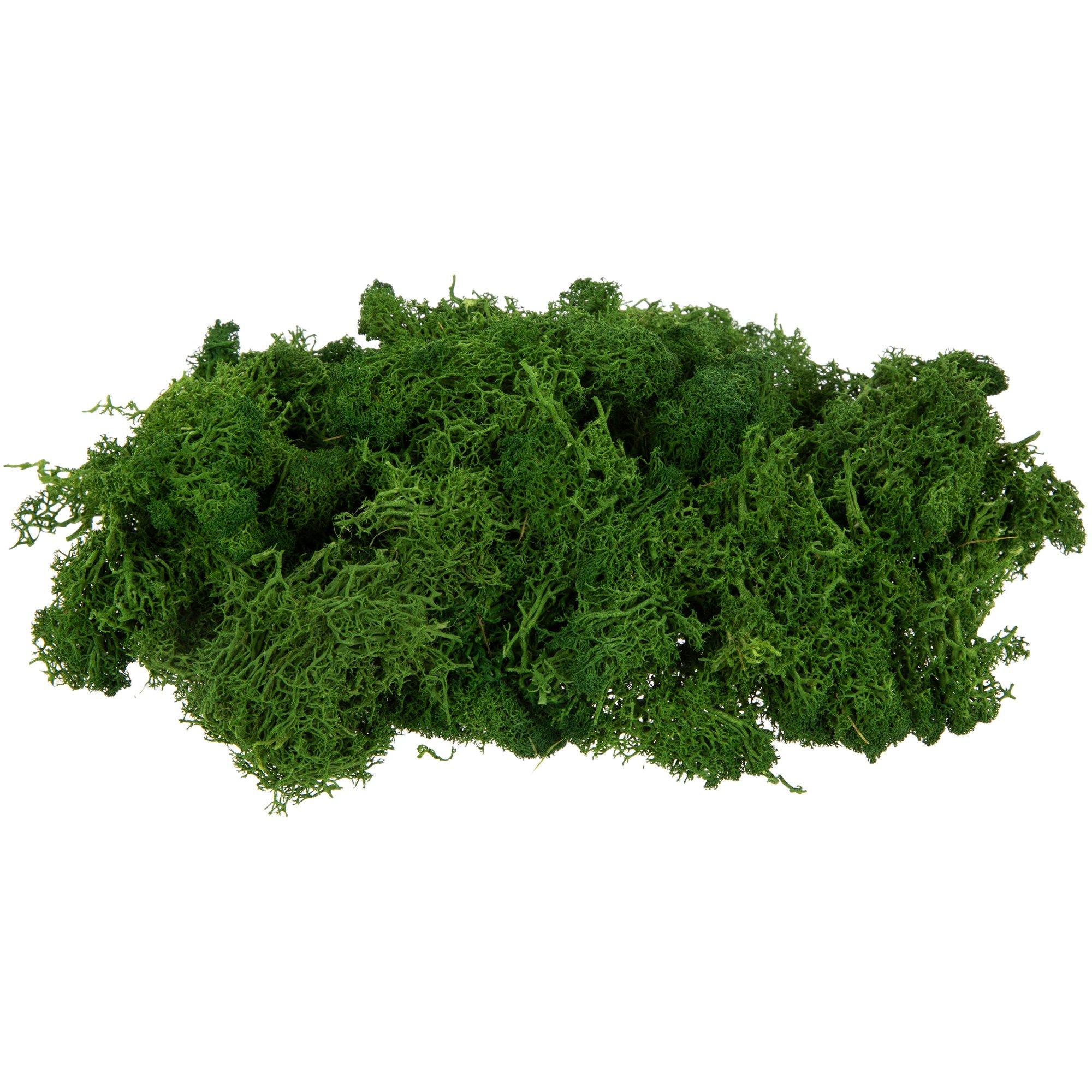 Nico Arbol Tilo Rojo De 11 Cms De Alto Ho (arv 74
