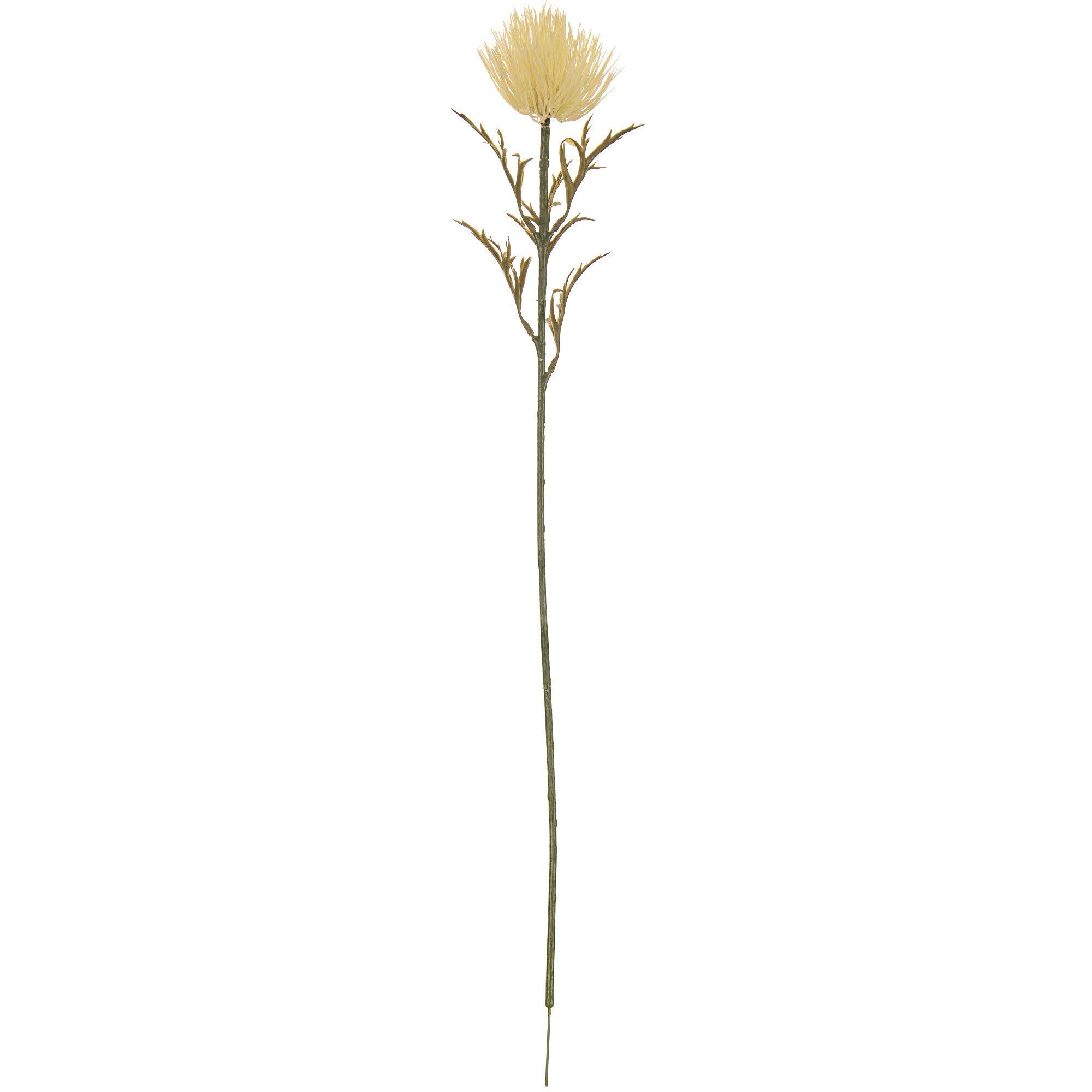 Carthamus Stem Hobby Lobby 870485