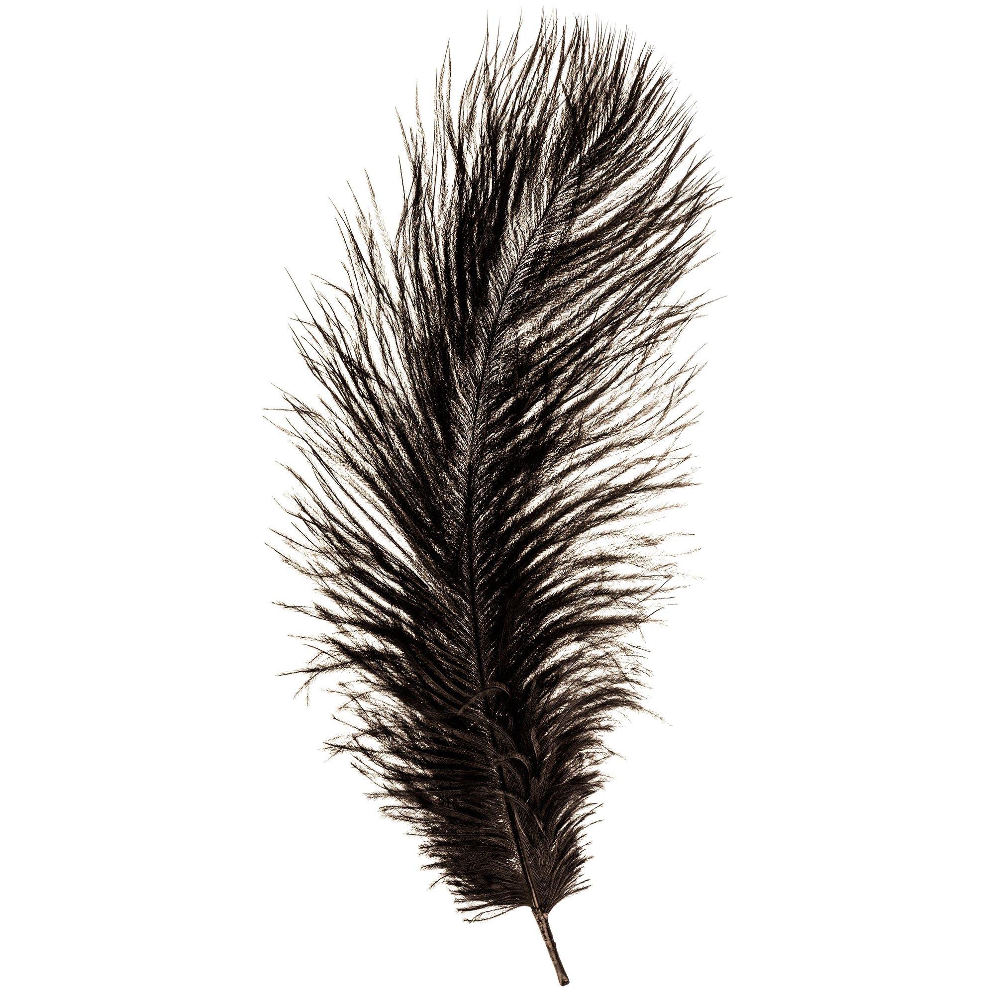 Ostrich Feathers 2-Pkg-Black