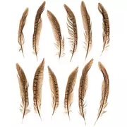Natural Pheasant Tail Feathers - 4"-10"