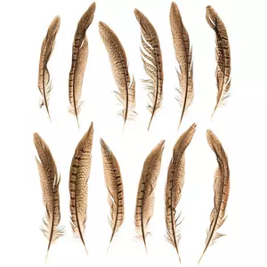 Natural Pheasant Tail Feathers - 4"-10"