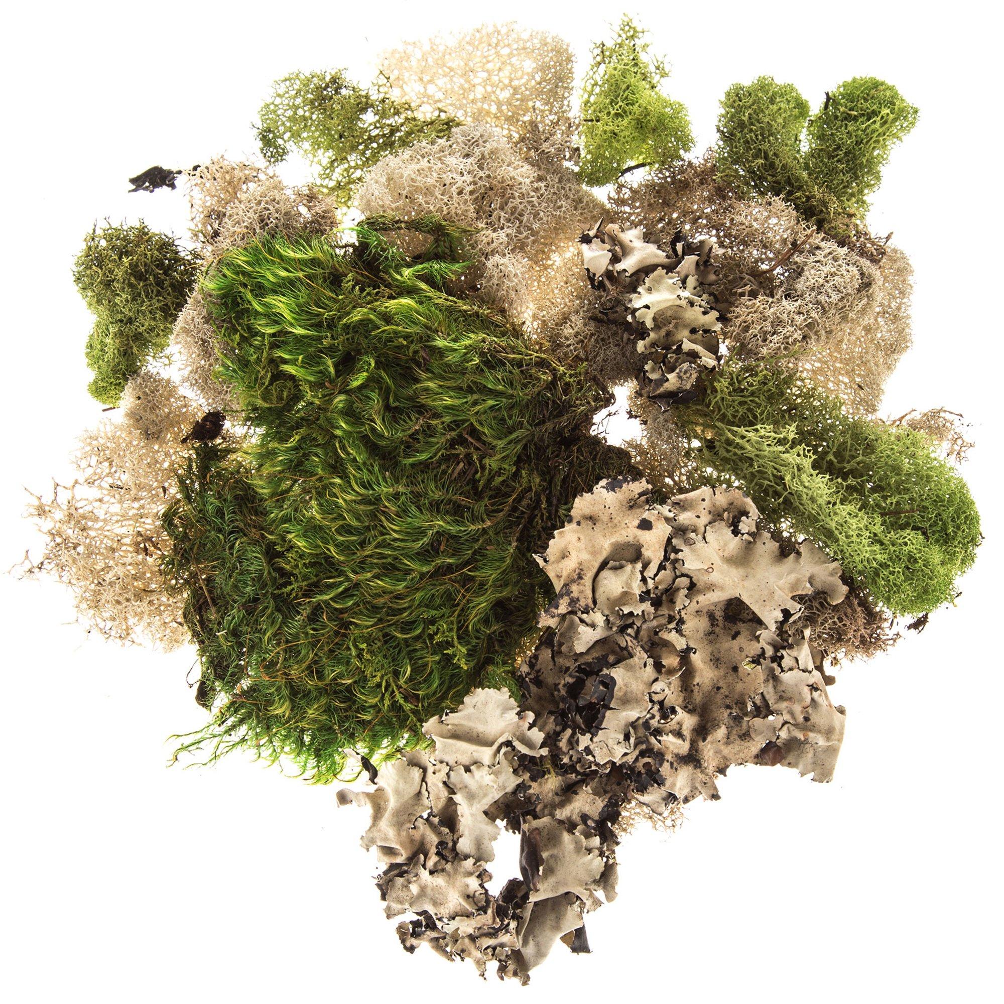 Assorted Moss Hobby Lobby 894907