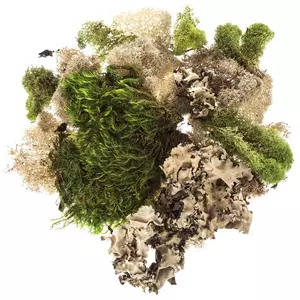 Cushion Moss 1-Quart bag, Live moss, Great for Terrariums & Weddings and  other creations! Sheet moss, live sheet moss, green sheet moss