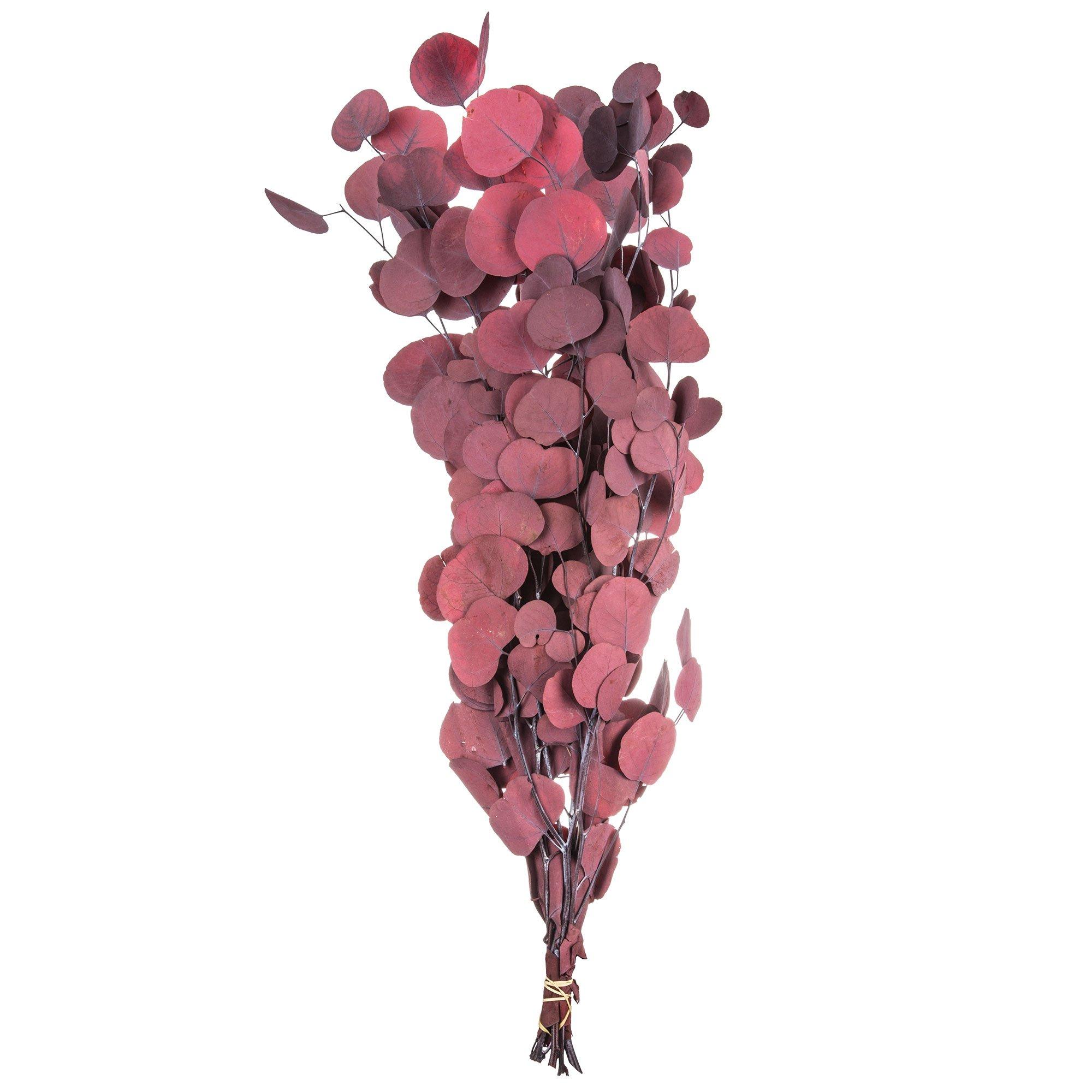 Silver Dollar Eucalyptus Bundle