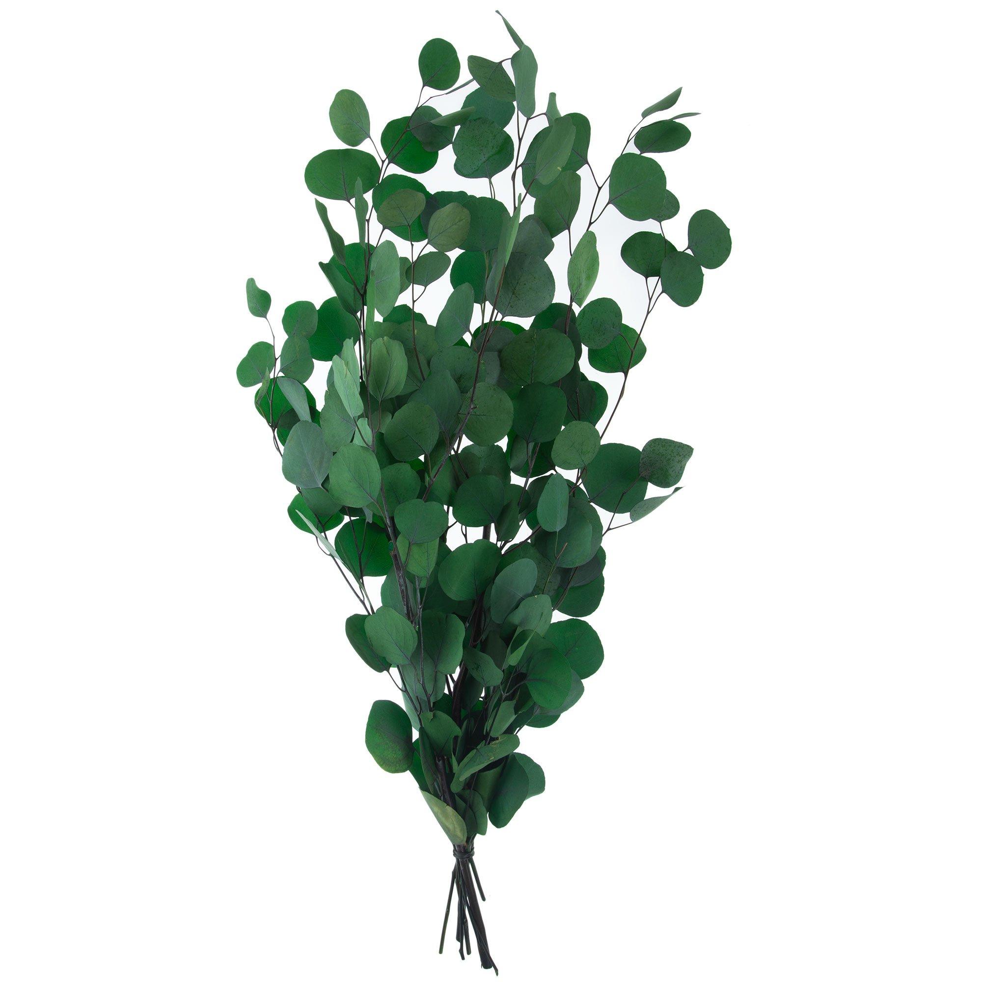 Silver Dollar Eucalyptus Bundle Hobby Lobby 942342