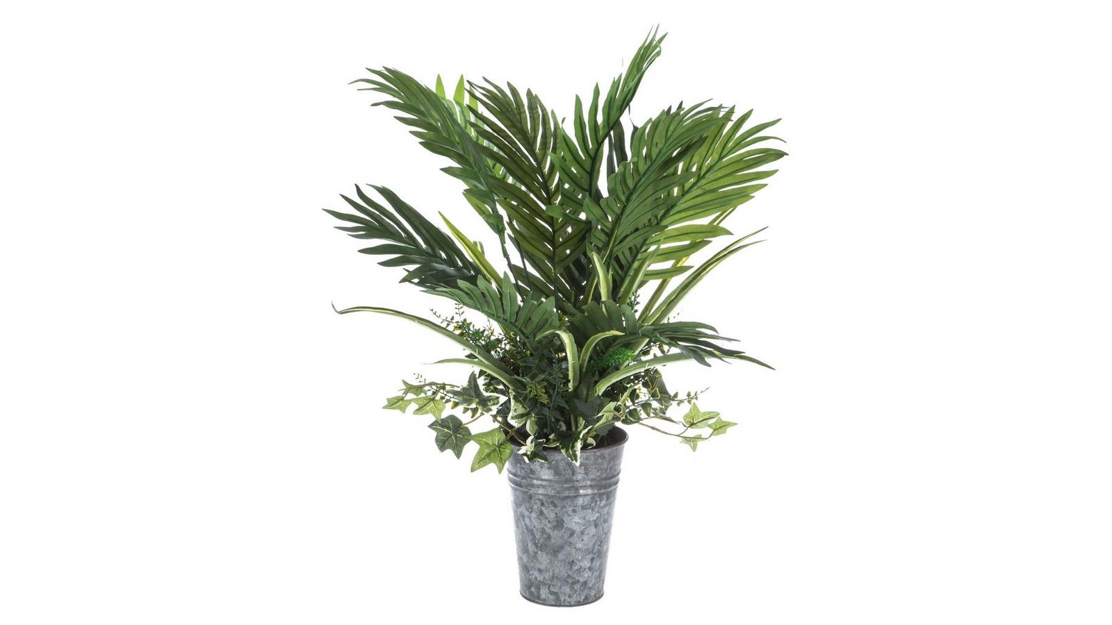 orange marmalade philodendron Philodendron Orange Marmalade | Care Guide and Pro Tips - Delivery from  Toronto across Canada